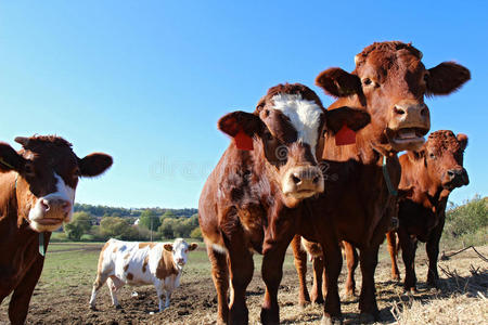 田野上棕色奶牛的特写镜头