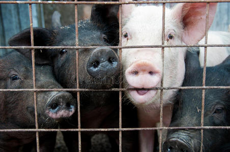 笼子里的猪照片
