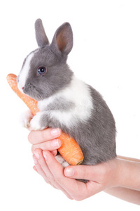 手拿胡萝卜的灰兔