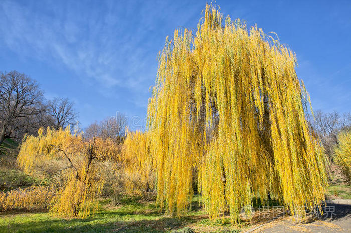 蓝天下的黄柳