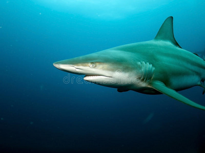黑鲨特写照片