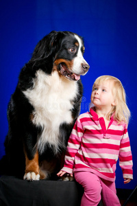 伯尔尼山犬和幼犬