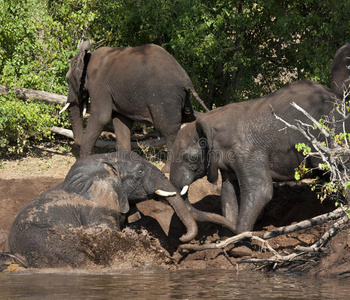 非洲象泥浴博茨瓦纳