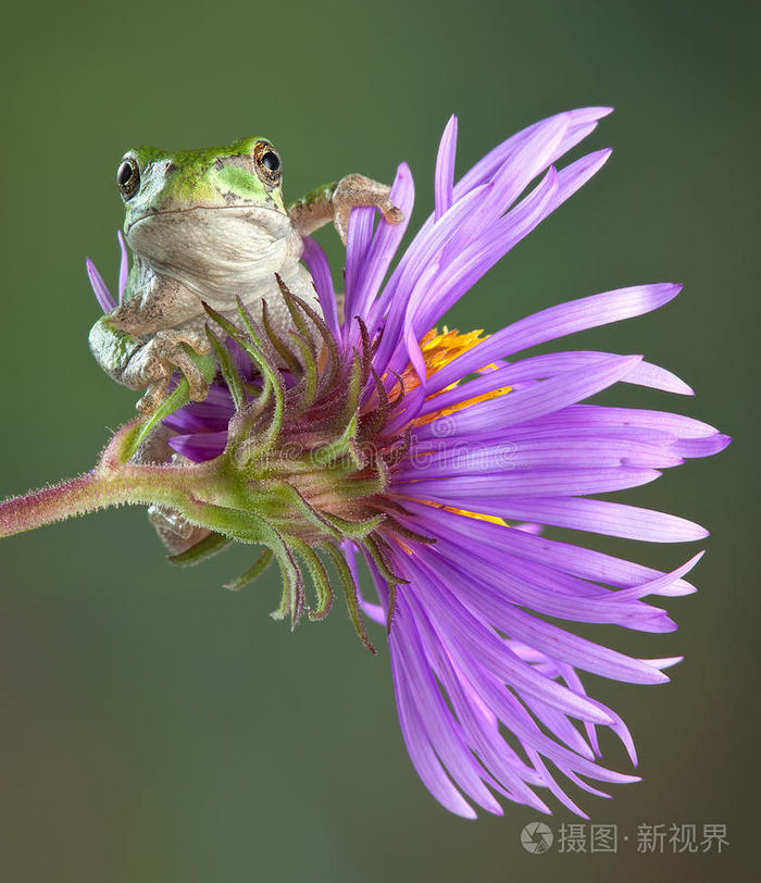 紫菀上的灰树蛙