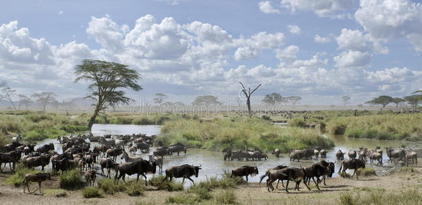 塞伦盖蒂的牛羚和斑马群