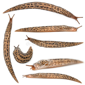 侧观的海蛞蝓与充满活力的颜色 cerata, 蓝色紫色和黄色水下蛞蝓魔法