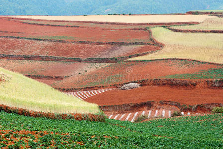 田野景观