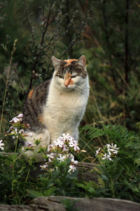 野猫与野花