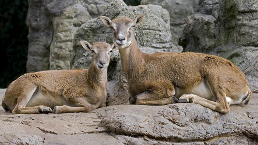 Argali1