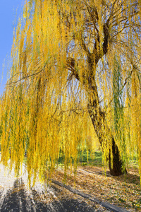 公园里秋天阳光下的黄柳树照片