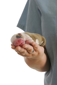 兽医抱着刚出生的小狗