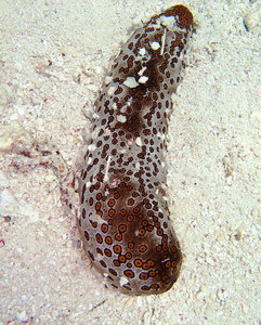 海洋鼻涕虫图片