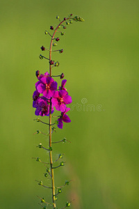 紫毛蕊花图片