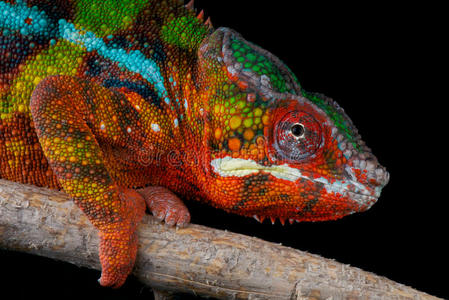 彩虹变色龙变色龙变色龙商人变色龙舌行走变色龙变色龙刷牙海角白手