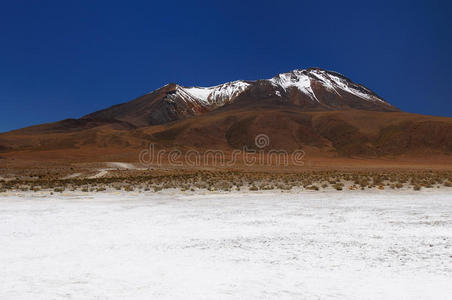 玻利维亚 满的 波托西 高的 颜色 动物群 沙漠 安第斯山脉