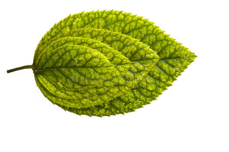 白色花四片叶子图片