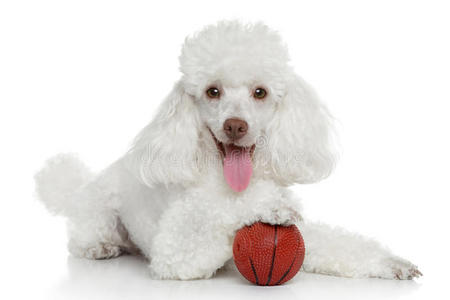 带球的玩具贵宾犬图片