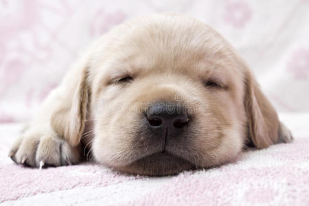 朋友小聚疲惫的小狗照片