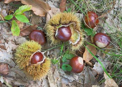 摘下的种子图片