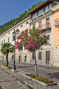 意大利托斯科拉诺镇盛开树木的街道
