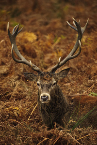 秋秋雄鹿图照片