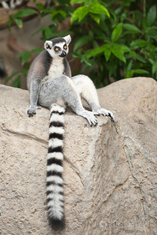 狐猴照片-正版商用图片0kwxum-摄图新视界