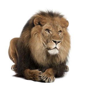 狮子，panthera leo，8岁，说谎