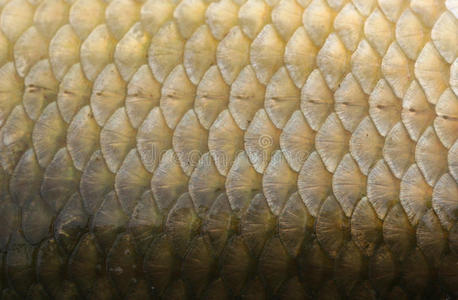 宏鱼鱼鳞宏观特写照片