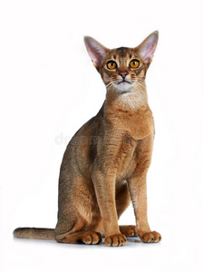 阿比西尼亚品种的小猫。