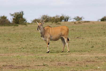 普通大羚羊taurotragus oryx