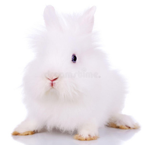 小白兔的照片真实图片