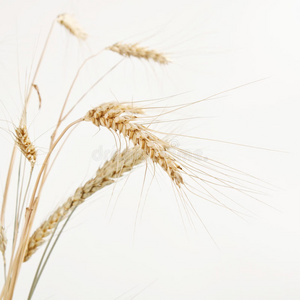 白色背景下分离小麦的图像