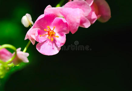 粉红珊瑚藤花