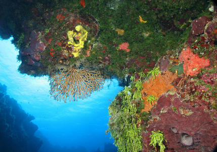 墨西哥科祖梅尔珊瑚礁