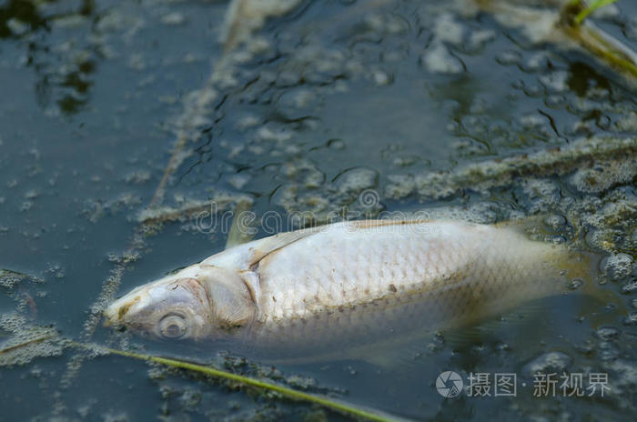 黄貂鱼毒死的明星图片