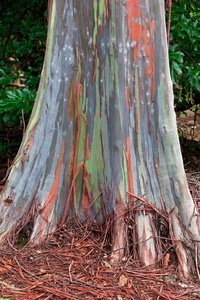 夏威夷桉树彩虹树