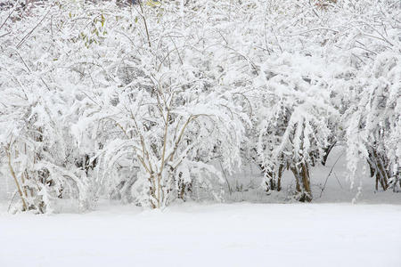 风景 松木 暴风雪 寒冷的 森林 环境 伍兹 冬天 自然