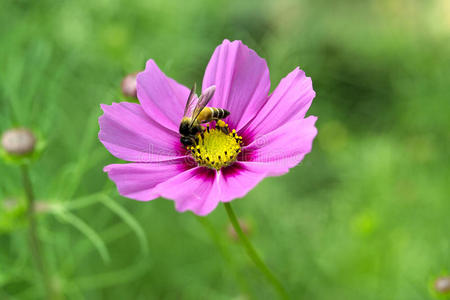 蜜蜂在宇宙花上