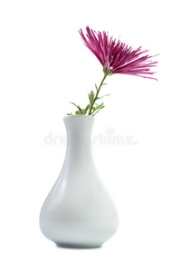 植物 生活 粉红色 礼物 紫色 盛开 精灵 黛西 开花 菊花