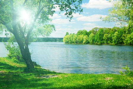 阳光明媚绿树成荫照片