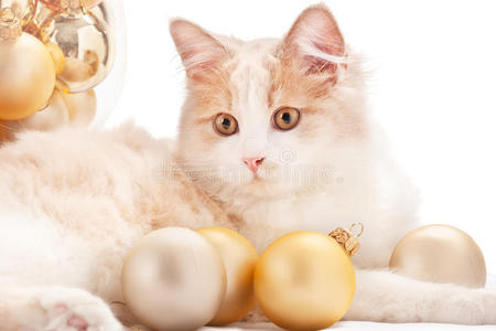 圣诞装饰小猫