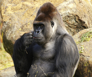 大型雄性银背大猩猩图片