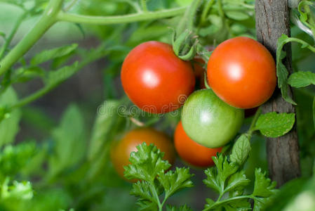 红色和绿色西红柿