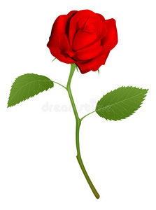 一朵美丽的红玫瑰的插图