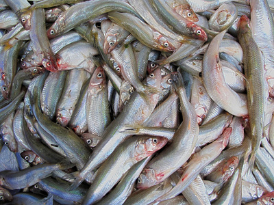 发鱼市场上的鱼照片