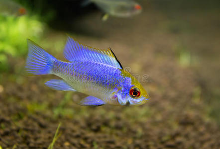 苎麻赤眼蜂摄影图