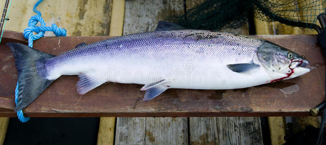 野生鲑鱼野生大西洋鲑鱼照片