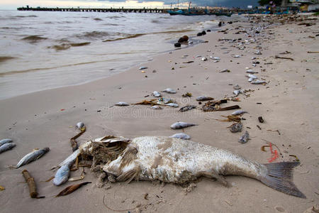 海滩上的死鱼