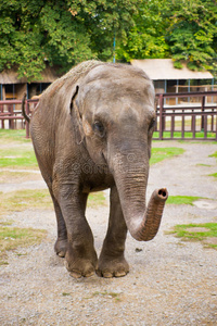 泰国动物园的大象