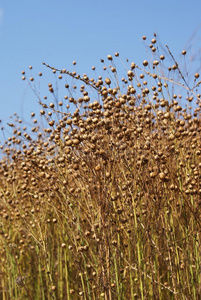 亚麻籽产地图片